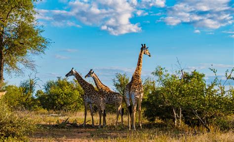 Kruger國家公園：探索野生動物的天堂！