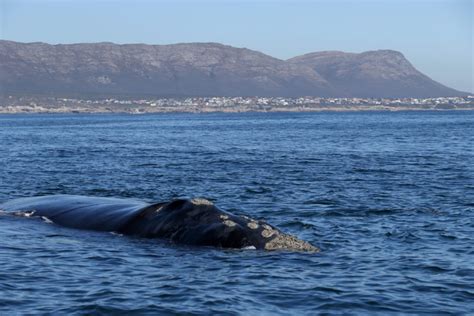  The  Whale-Watching Wonderland at Hermanus: Where Giants Breach and Dreams Take Flight!